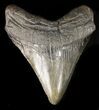 Bargain Megalodon Tooth - South Carolina #47221-1